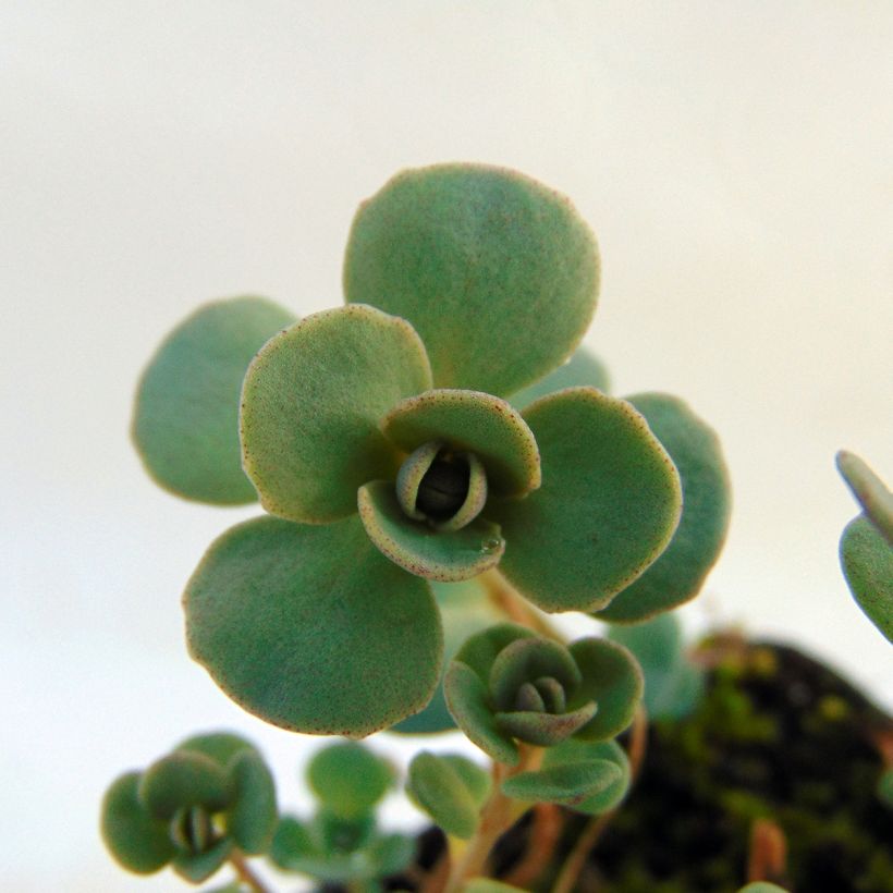 Sedum cauticola Lidakense (Fogliame)