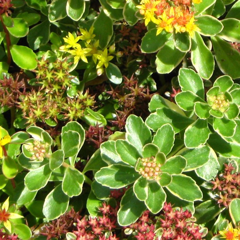 Sedum kamtchaticum (Fogliame)