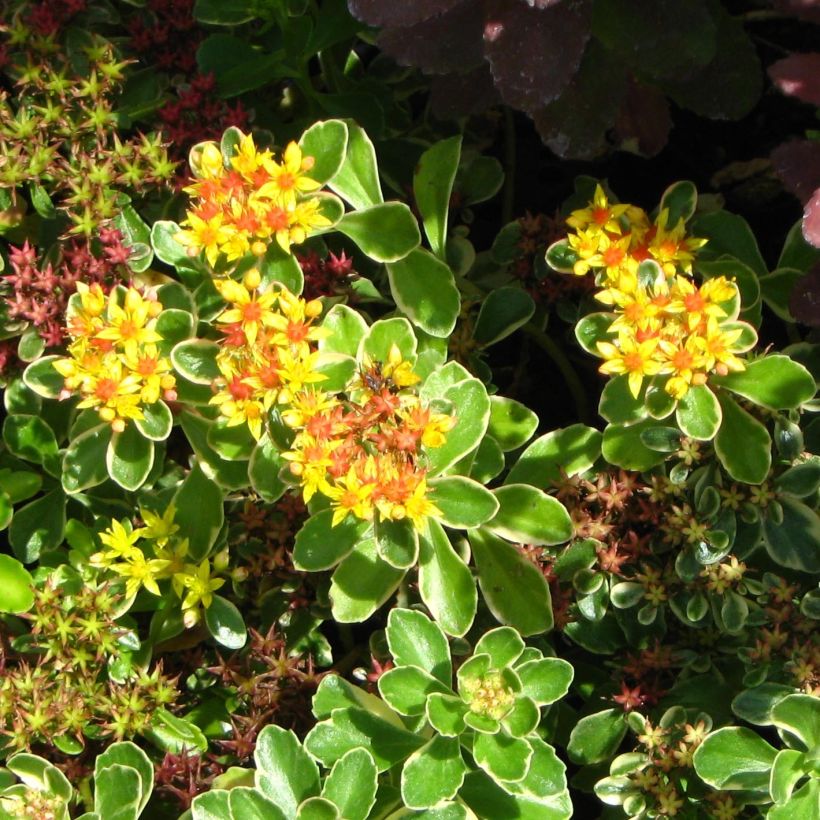 Sedum kamtchaticum (Fioritura)