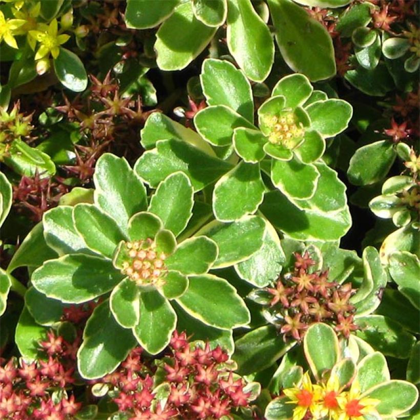 Sedum kamtchaticum Variegatum (Fogliame)