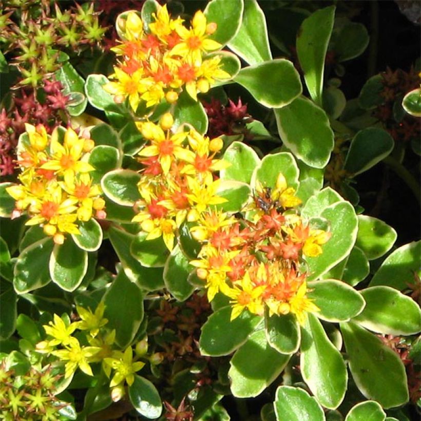 Sedum kamtchaticum Variegatum (Fioritura)