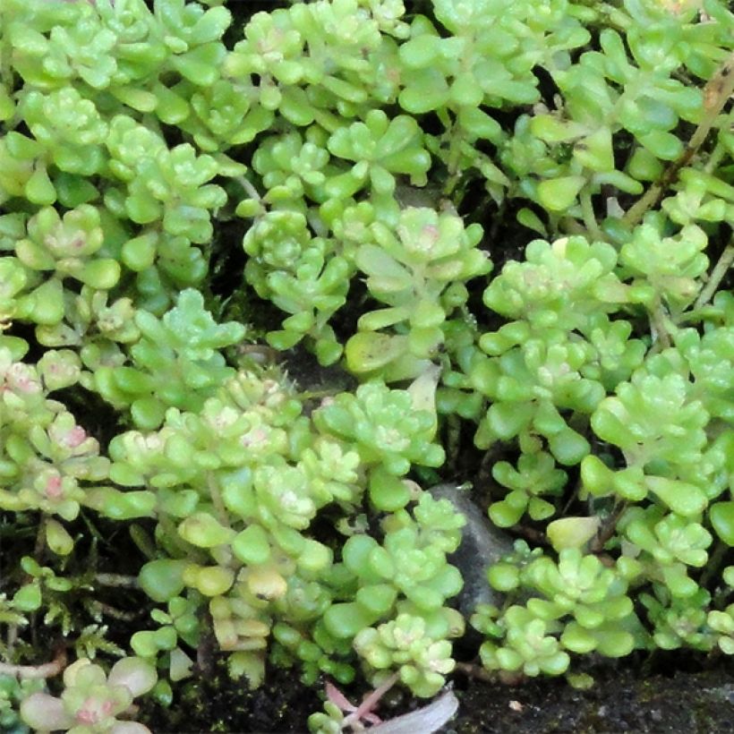 Sedum oreganum (Fogliame)