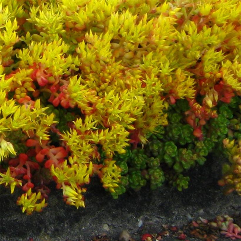 Sedum oreganum (Porto)