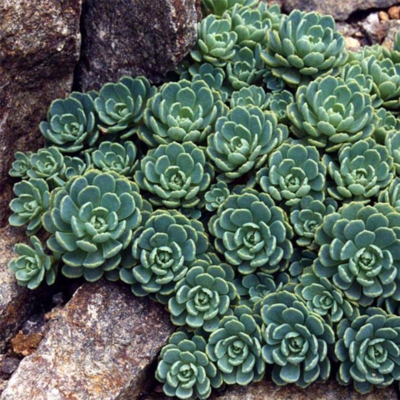 Sedum pachyclados (Fogliame)