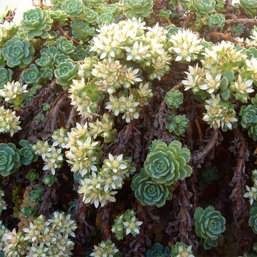 Sedum pachyclados (Fioritura)