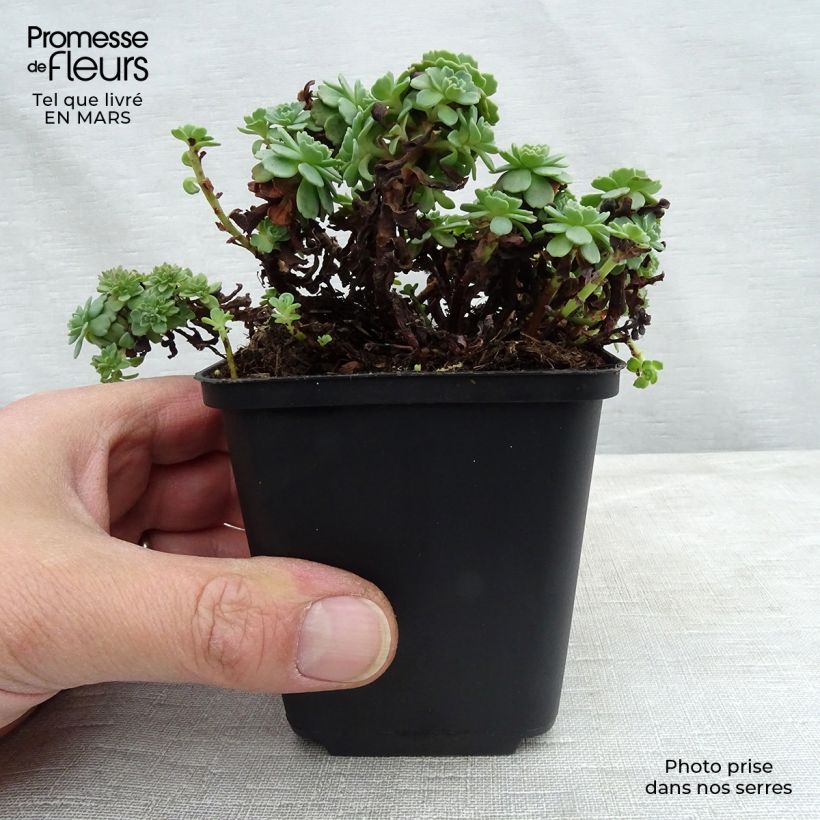 Sedum pachyclados - Orpin pachyclados Godet de 9cm esemplare consegnato in inverno