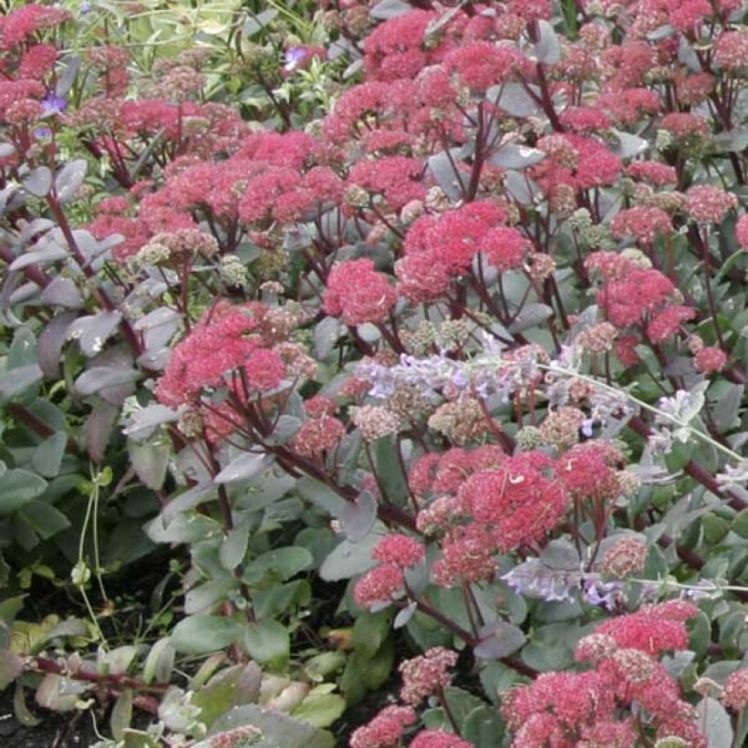 Sedum Red Cauli (Porto)