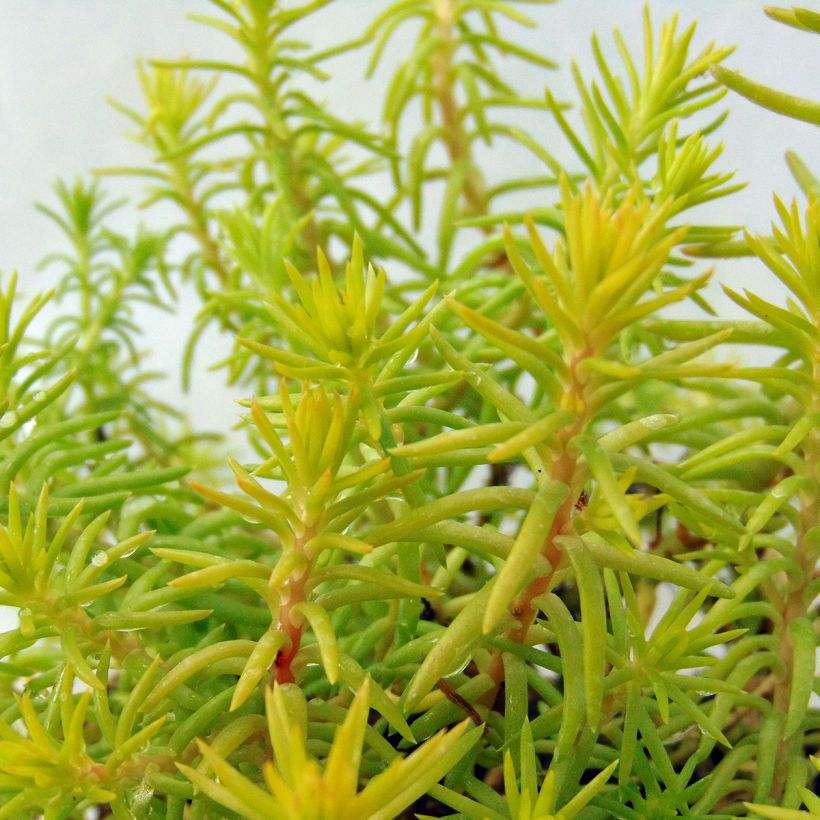 Sedum reflexum Angelina - Borracina rupestre (Fogliame)