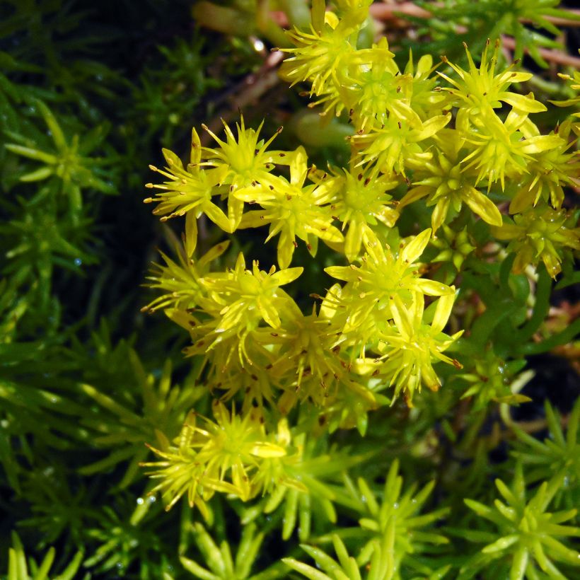 Sedum reflexum Angelina - Borracina rupestre (Fioritura)