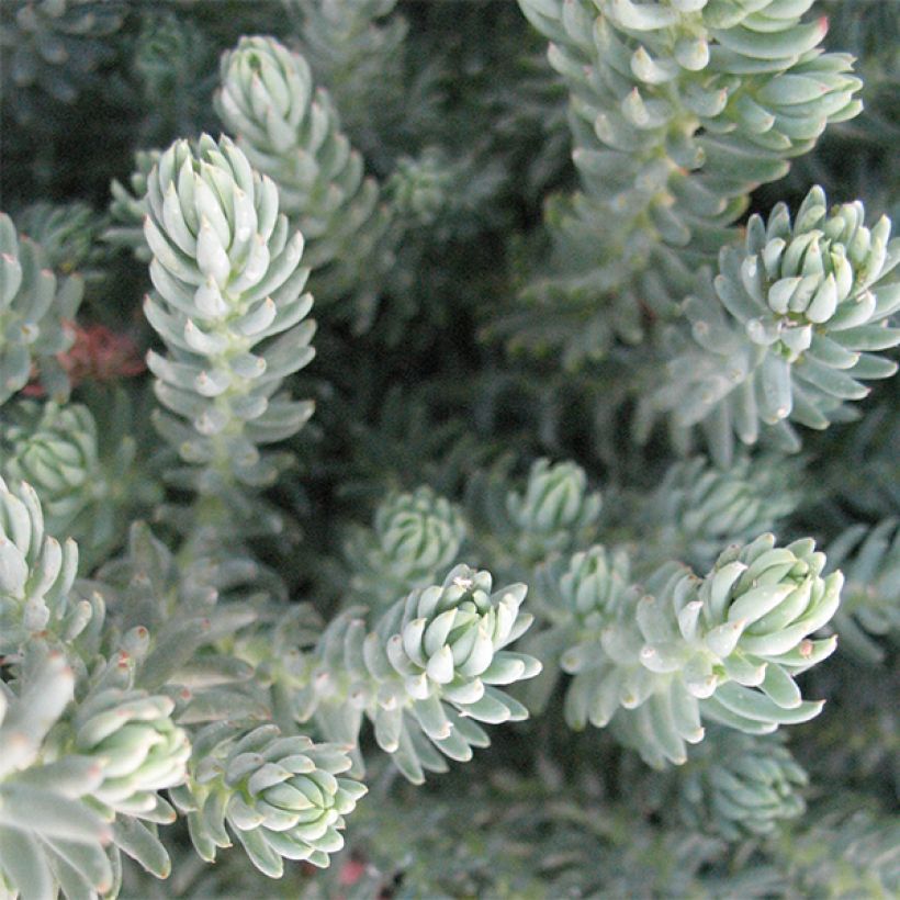 Sedum reflexum Blue Spruce - Borracina rupestre (Fogliame)