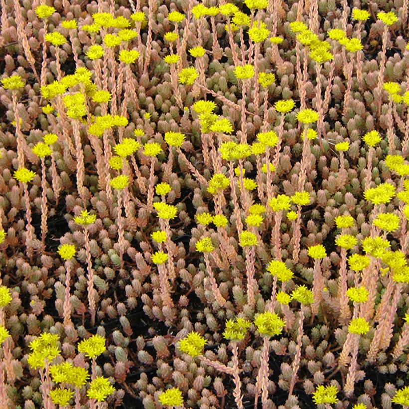 Sedum reflexum Blue Spruce - Borracina rupestre (Fioritura)