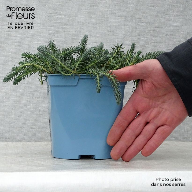 Sedum reflexum Blue Spruce - Orpin réfléchi en pot de 2L/3L esemplare consegnato in inverno