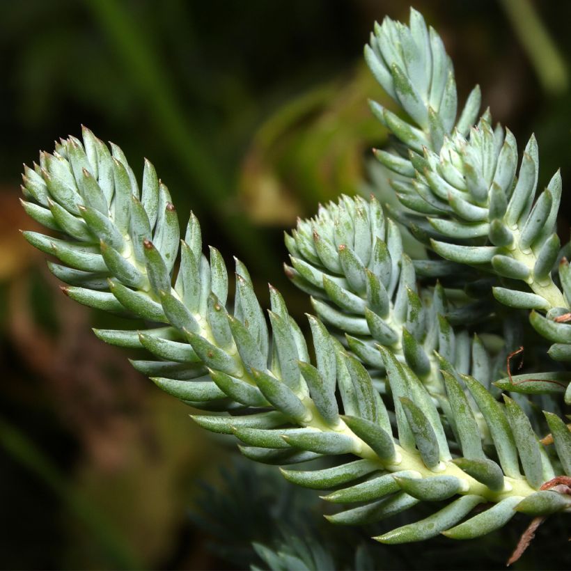 Sedum reflexum - Borracina rupestre (Fogliame)