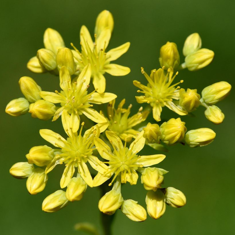 Sedum reflexum - Borracina rupestre (Fioritura)