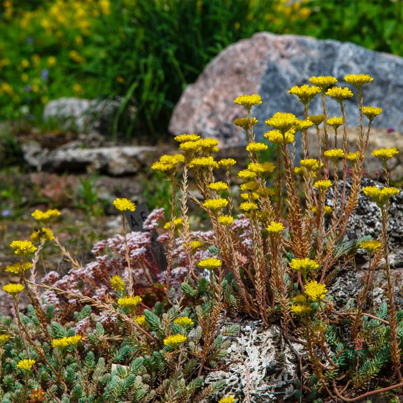 Sedum reflexum - Borracina rupestre (Porto)