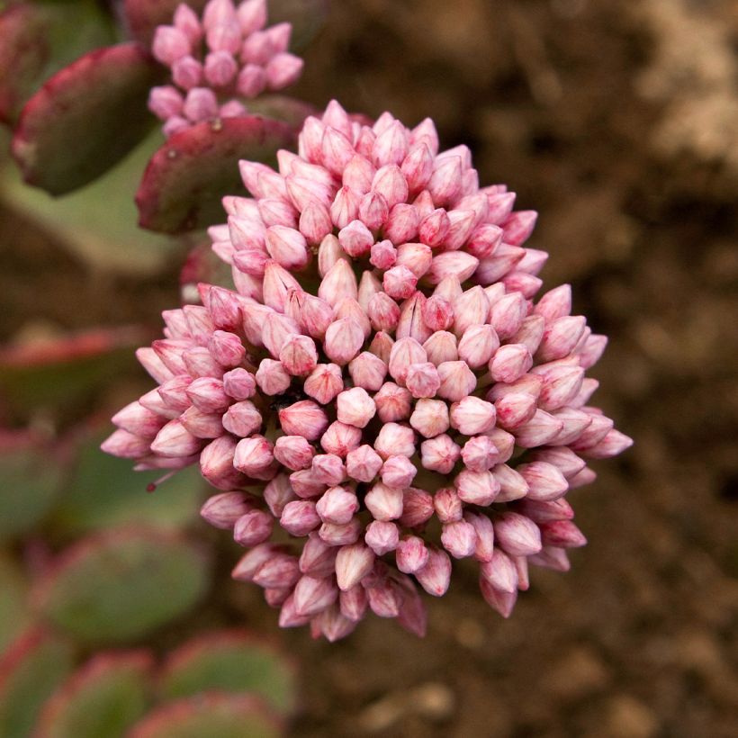 Sedum sieboldii sieboldii (Fioritura)