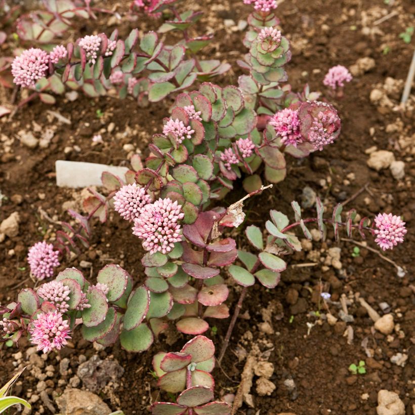 Sedum sieboldii sieboldii (Porto)