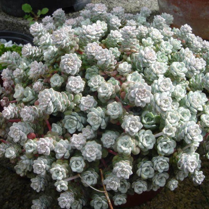 Sedum spathulifolium Cape Blanco (Porto)