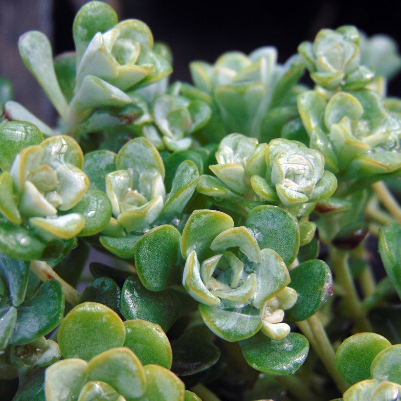 Sedum spathulifolium Cape Blanco (Fogliame)