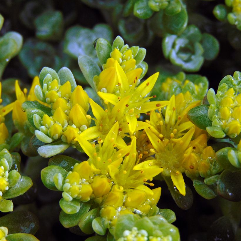 Sedum spathulifolium Cape Blanco (Fioritura)