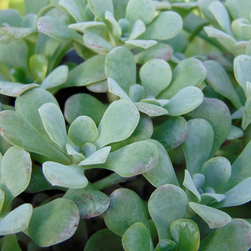 Sedum spathulifolium Purpureum (Fogliame)