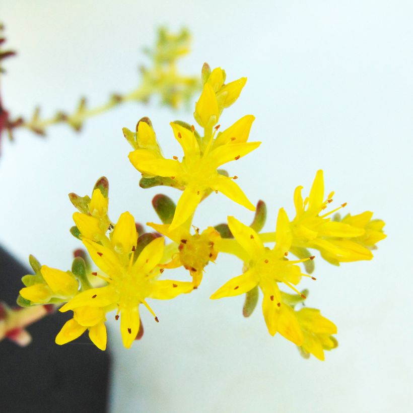 Sedum spathulifolium Purpureum (Fioritura)