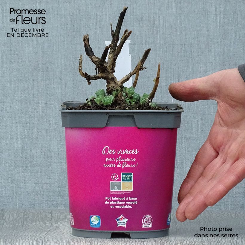 Sedum spectabile Carl en pot de 2L - Orpin d'Automne esemplare consegnato in inverno