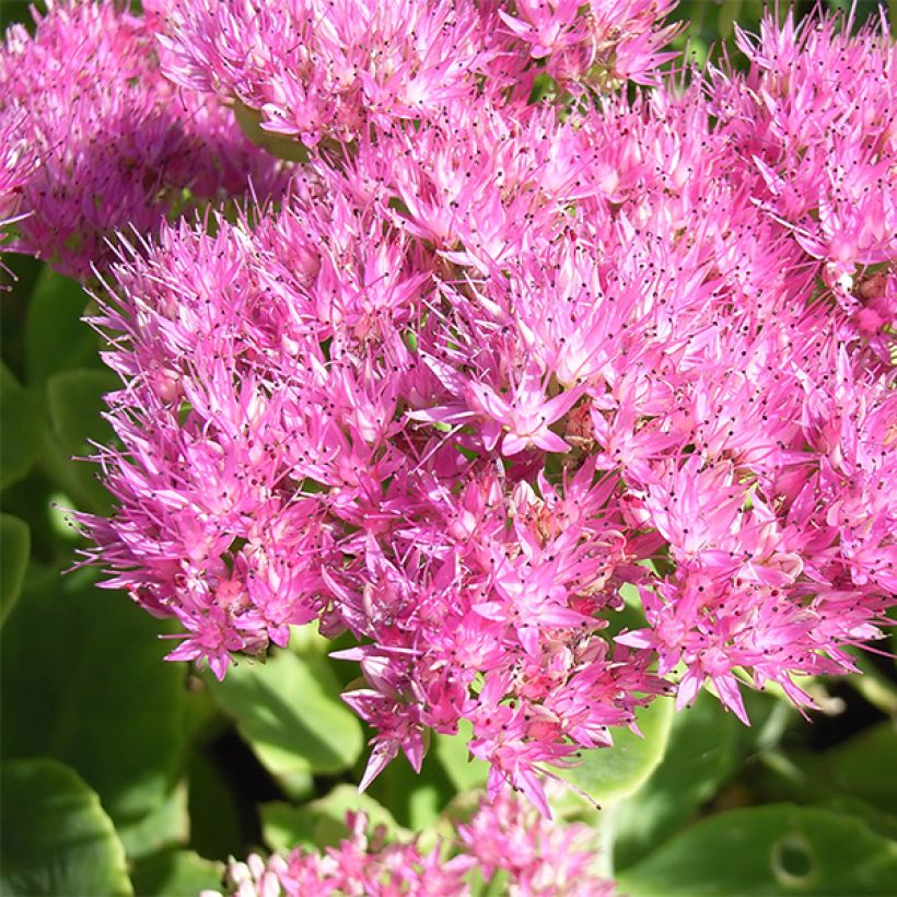 Sedum spectabile Carmen - Borracina (Fioritura)