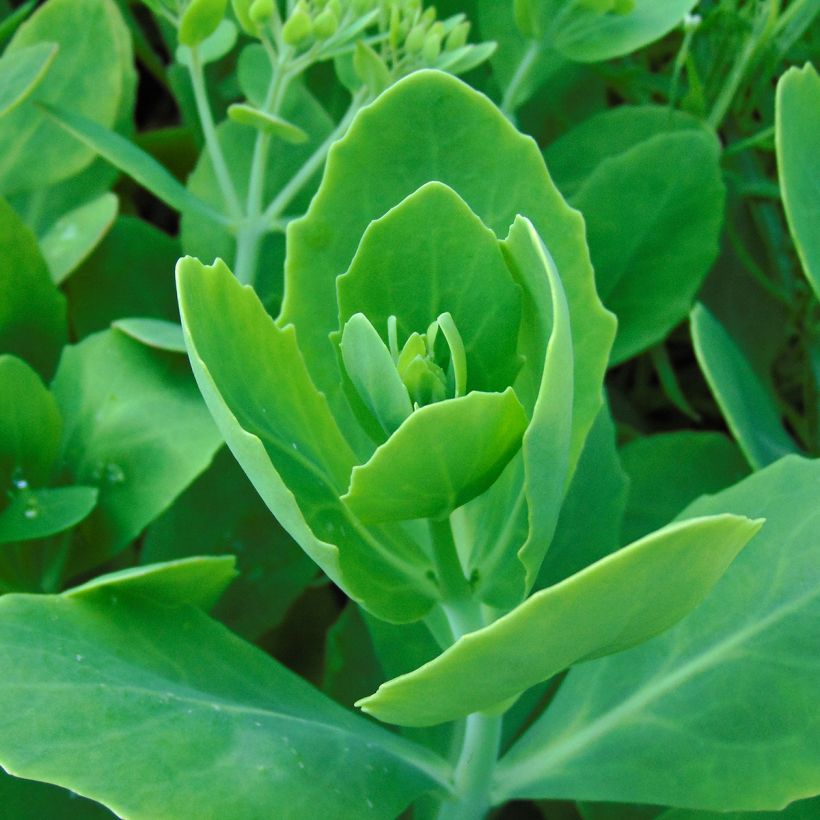 Sedum spectabile Meteor - Borracina (Fogliame)