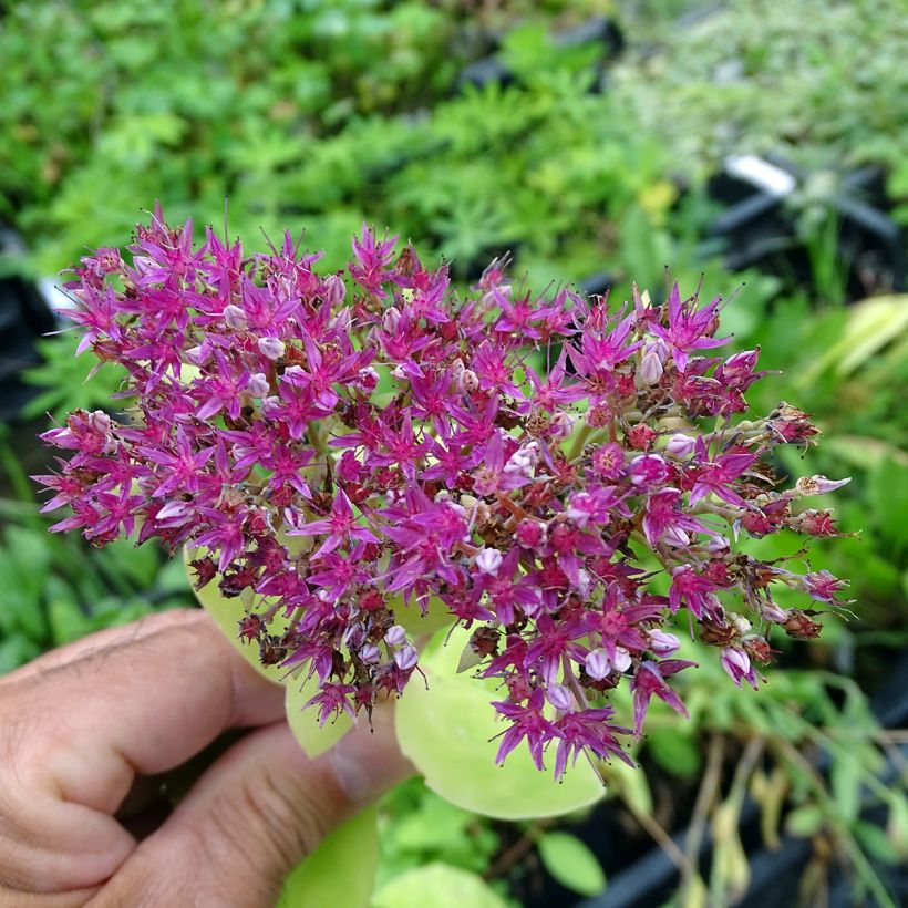 Sedum spectabile Meteor - Borracina (Fioritura)