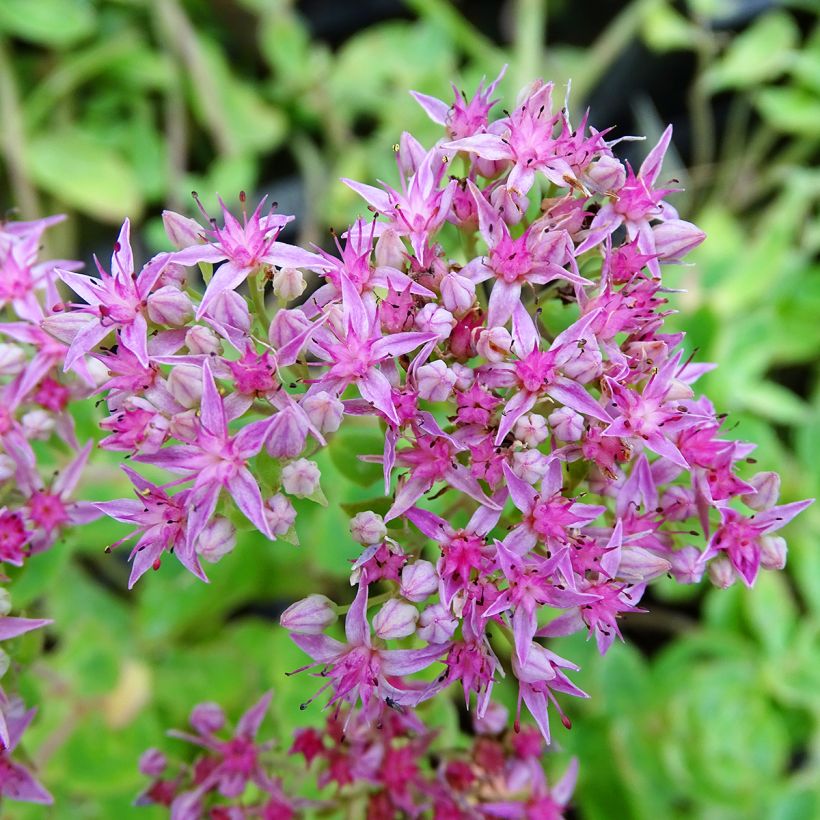 Sedum spectabile Septemberglut - Borracina (Fioritura)