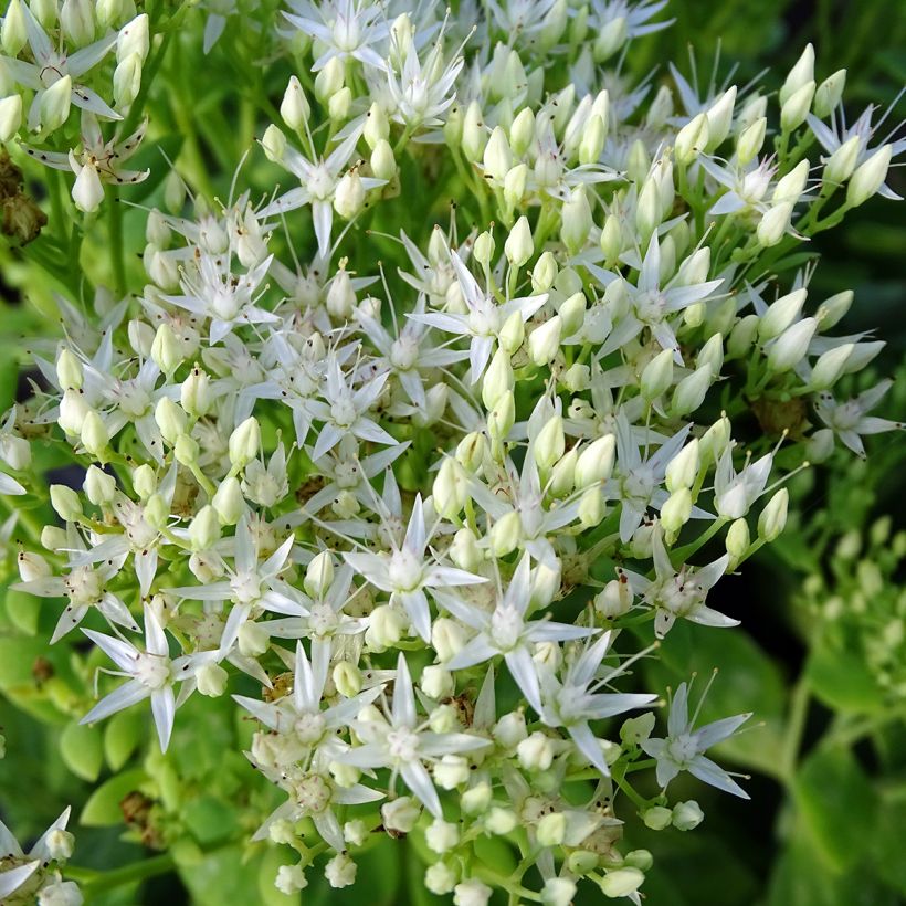 Sedum spectabile Stardust - Borracina (Fioritura)