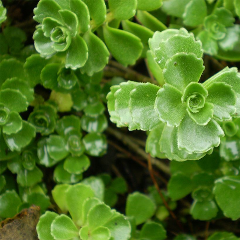 Sedum spurium Album Superbum (Fogliame)