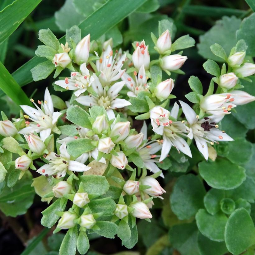 Sedum spurium Album Superbum (Fioritura)