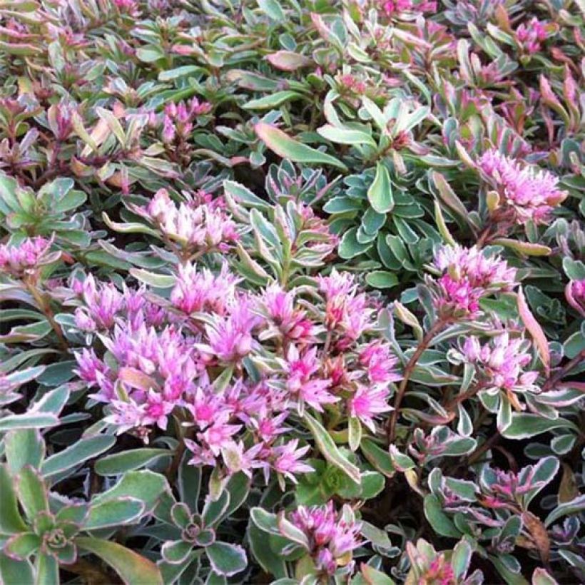 Sedum spurium Variegatum (Fioritura)