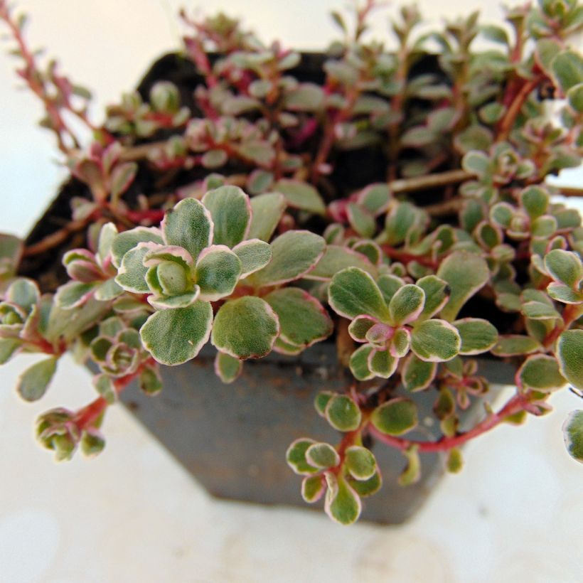 Sedum spurium Variegatum (Fogliame)