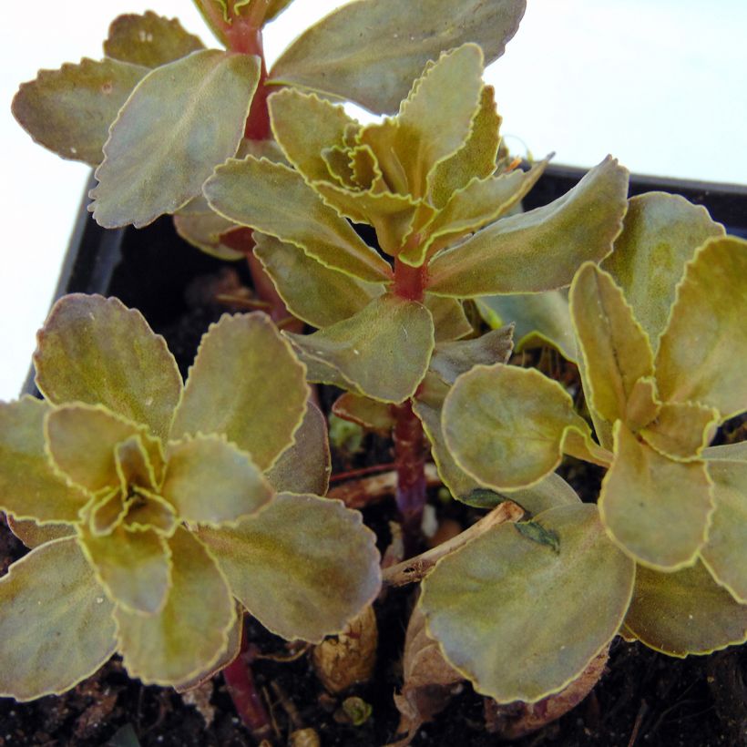 Sedum telephium El Cid (Fogliame)