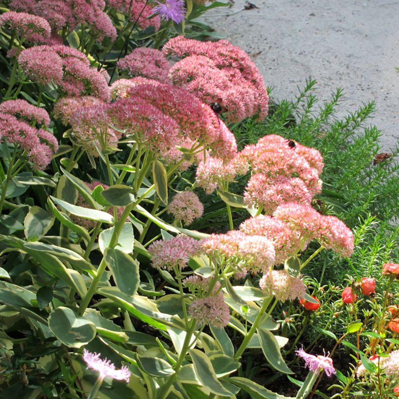 Sedum telephium Autumn Charm (Fioritura)