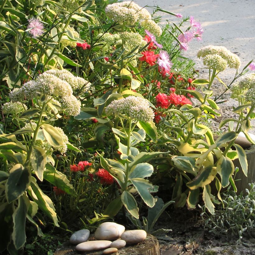 Sedum telephium Autumn Charm (Porto)