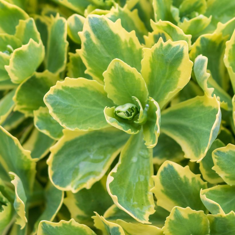 Sedum telephium Autumn Charm (Fogliame)