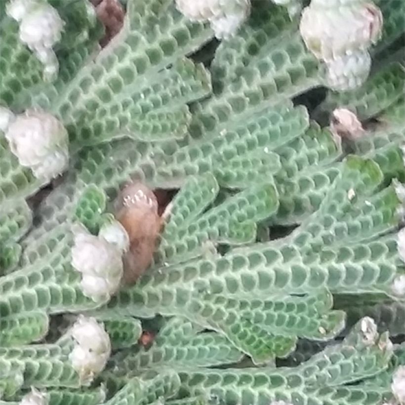 Selaginella lepidophylla - Pianta della resurrezione (Fogliame)