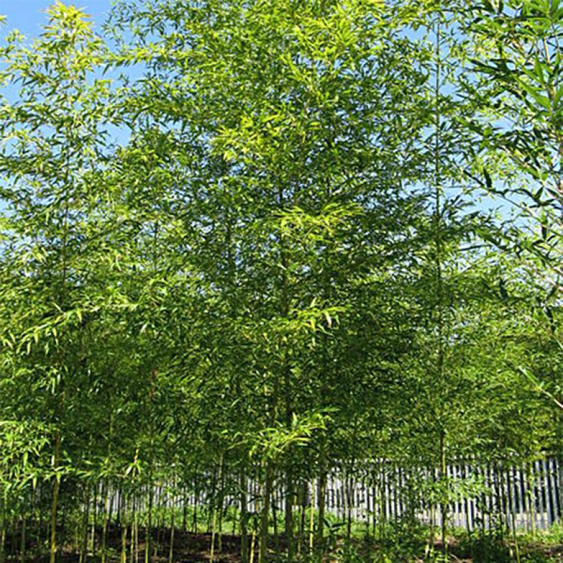 Semiarundinaria fastuosa - Bambù superbo (Porto)