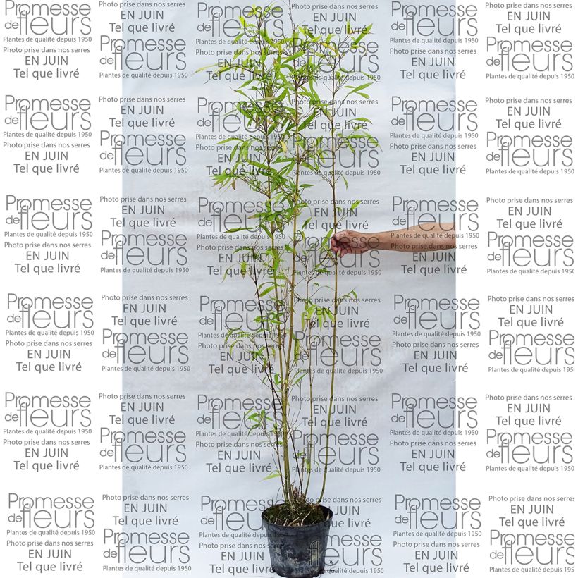 Esempio di esemplare Semiarundinaria fastuosa - Bambou moyen pot 7,5L 175/200 cm come consegnato