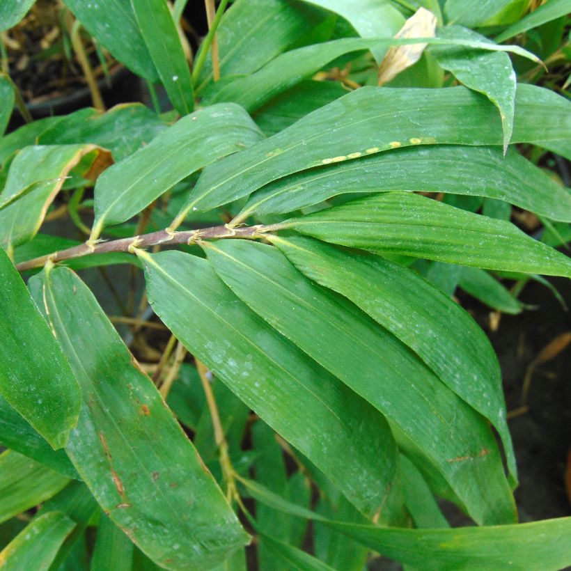 Semiarundinaria fastuosa - Bambù superbo (Fogliame)