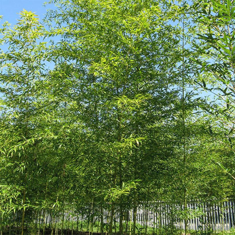 Semiarundinaria fastuosa Viridis (Porto)