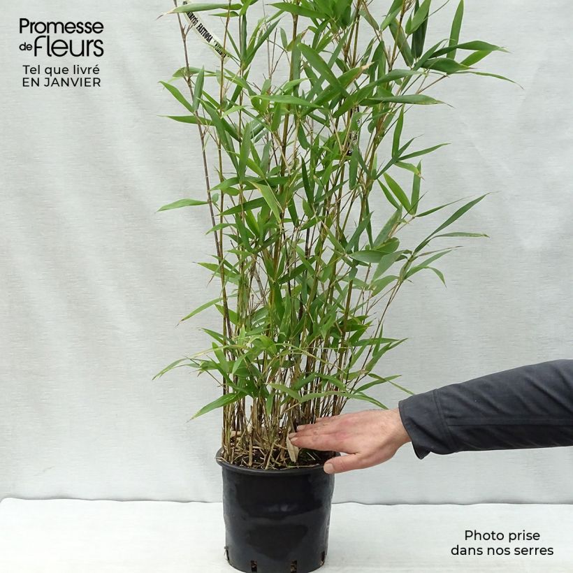 Semiarundinaria fastuosa Viridis - Bambou Pot de 4L/5L esemplare consegnato in inverno