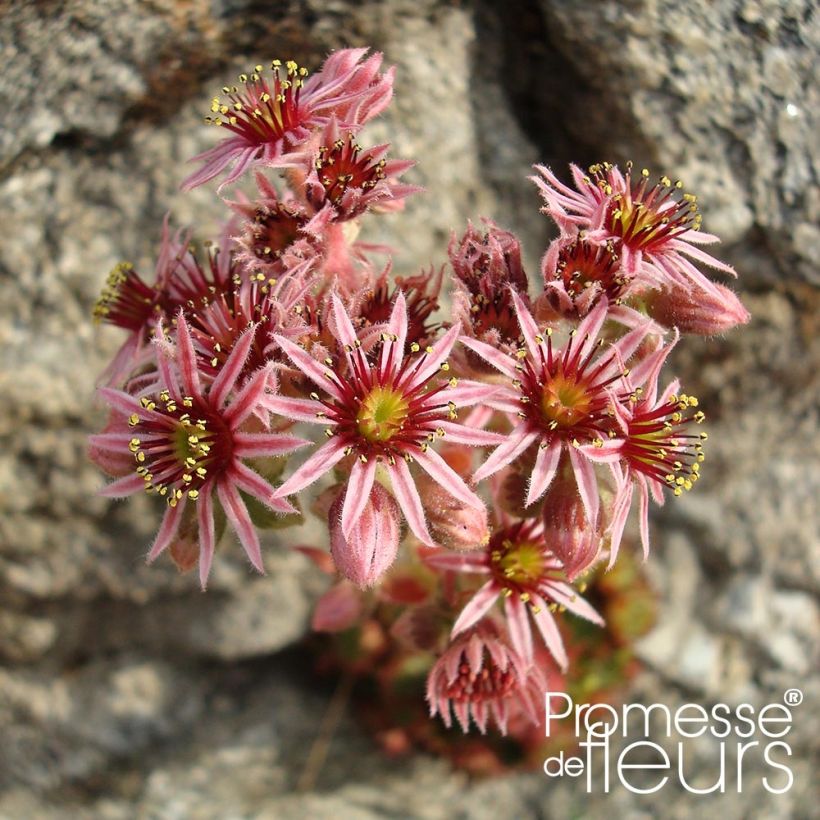 Sempervivum Gemengd - Semprevivo (Fioritura)