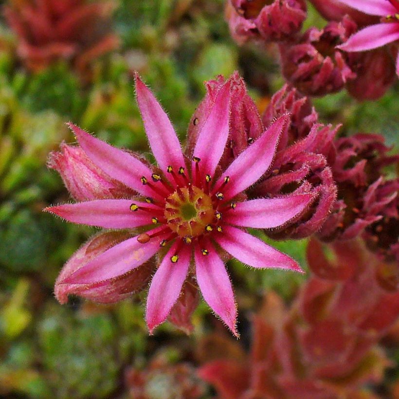 Sempervivum Alpha - Semprevivo (Fioritura)