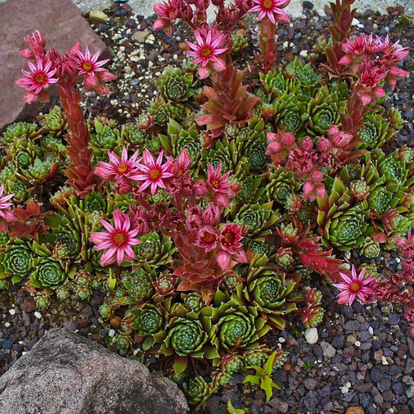 Sempervivum Alpha - Semprevivo (Porto)