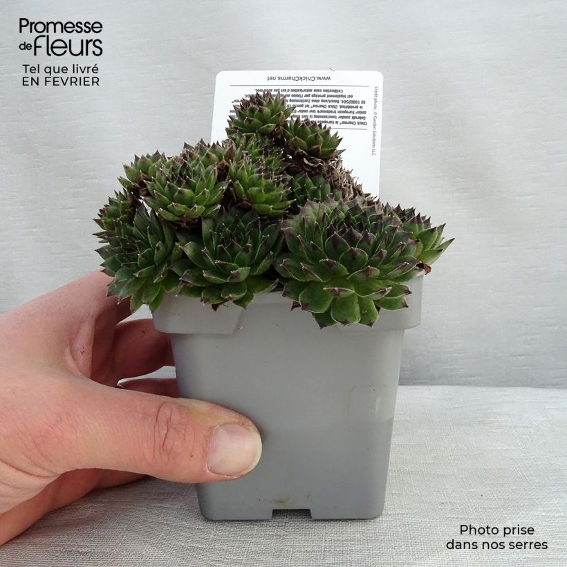 Sempervivum Chick Charms Appletini - Joubarbe Pot de 10 cm/11cm esemplare consegnato in inverno